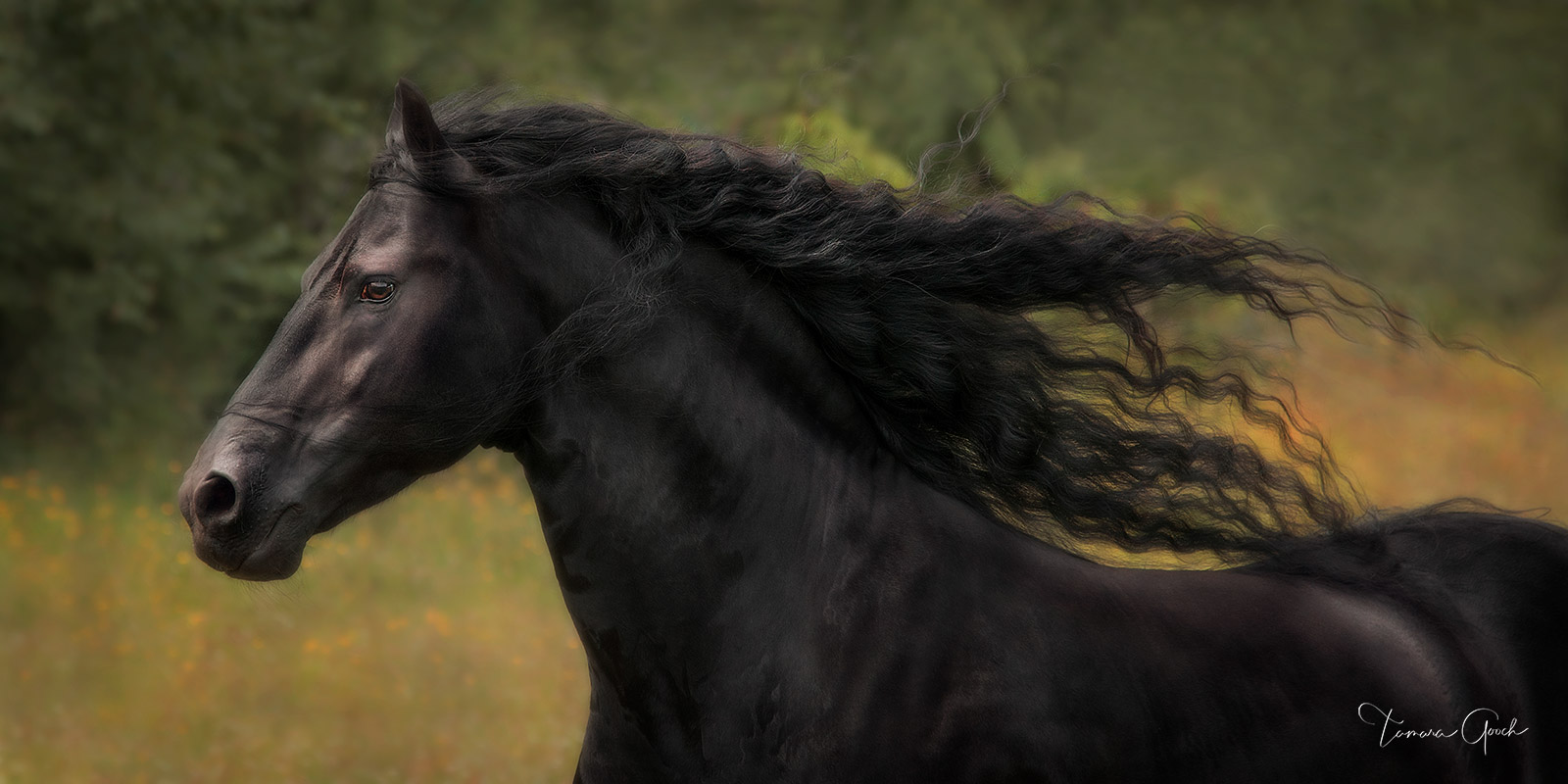 Friesian Horse Photography Fine Art Prints Photos By Tamara Gooch