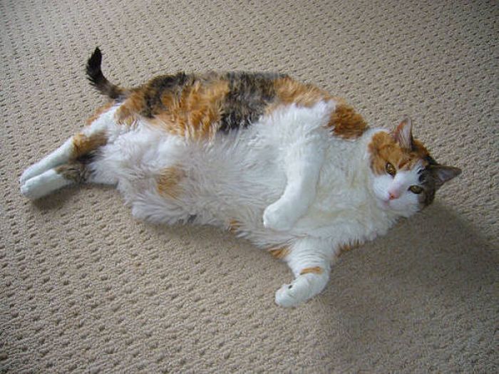 Funny Pictures Fat Cats
