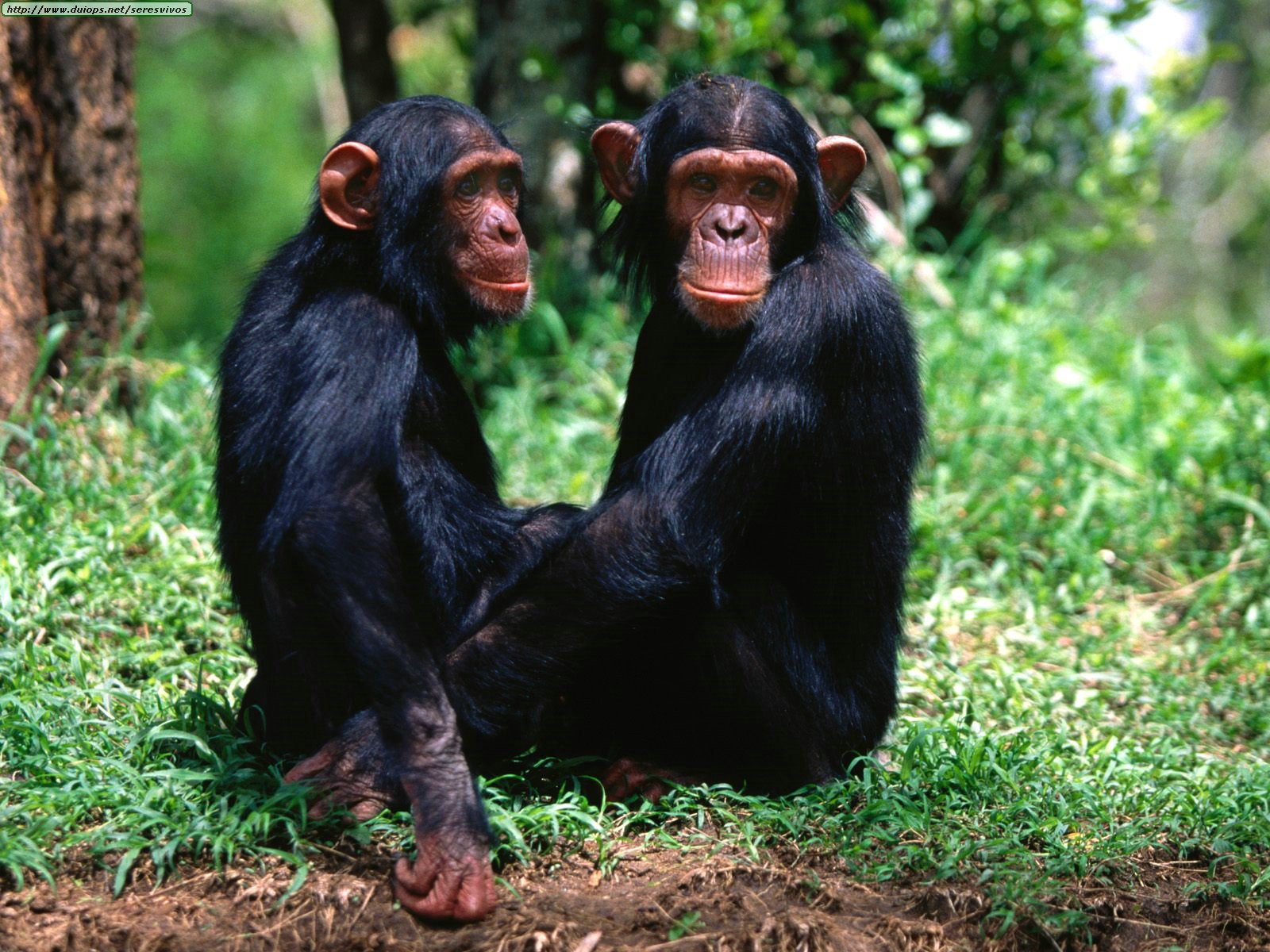 Chimpanzees Wallpaper Pets Cute And Docile