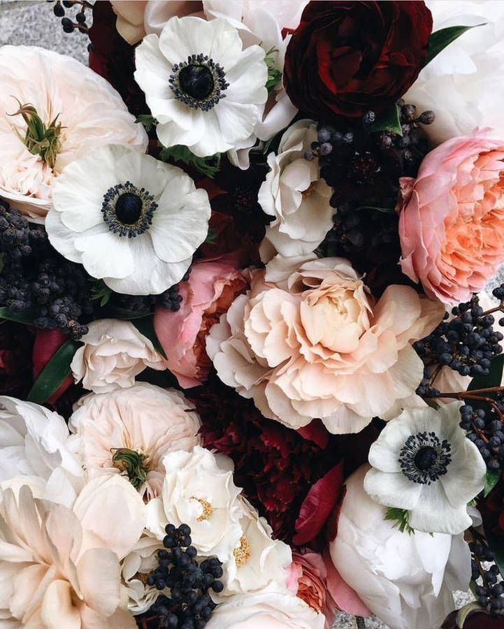 Anemone Flower Wallpaper