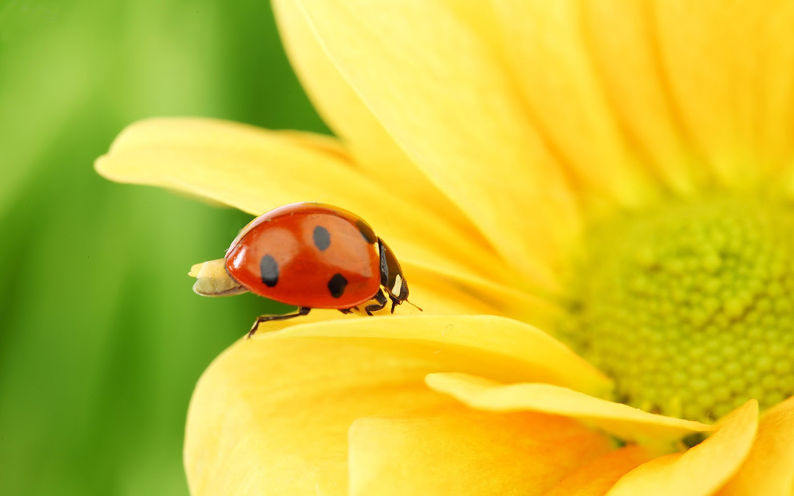 hd ladybug wallpaper with a ladybug on a yellow flower hd ladybugs