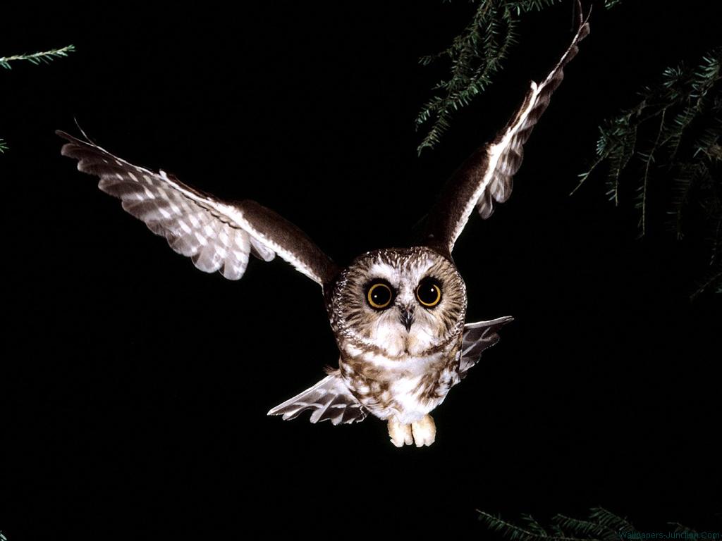 Owl Desktop Wallpaper Jpg