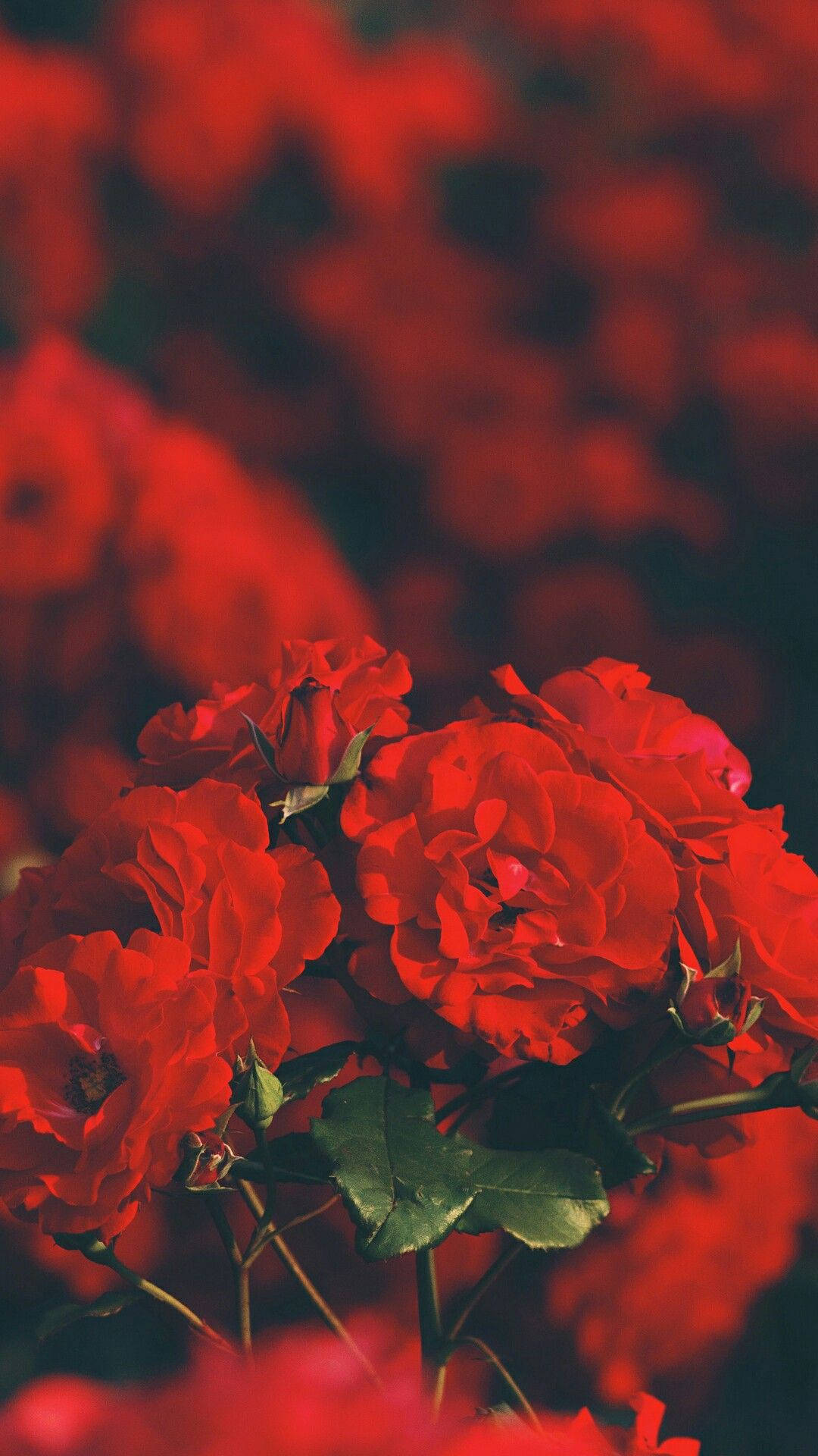Roses Are Red Aesthetic iPhone Wallpaper