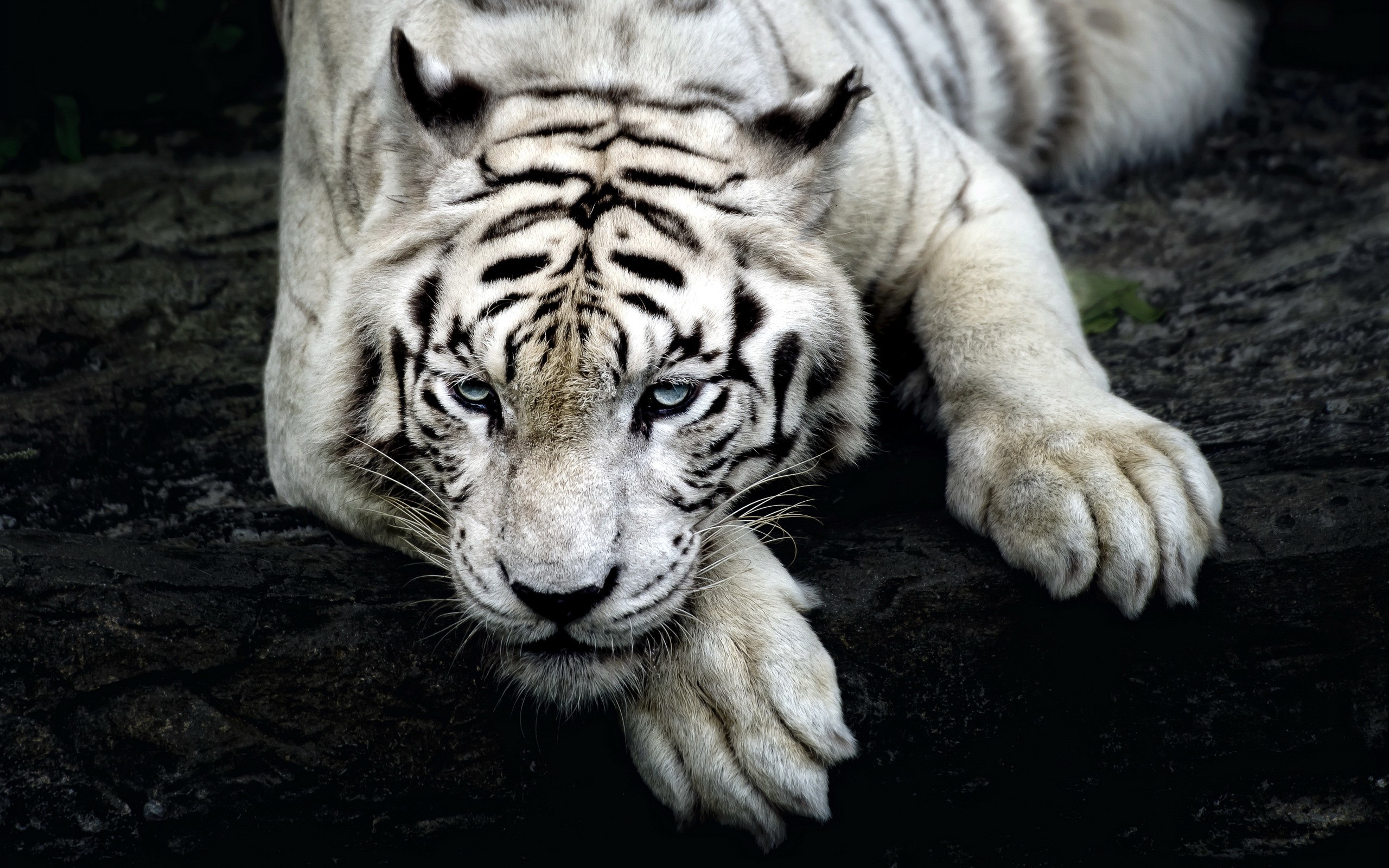 Majestic White Tiger Resting on a Rock