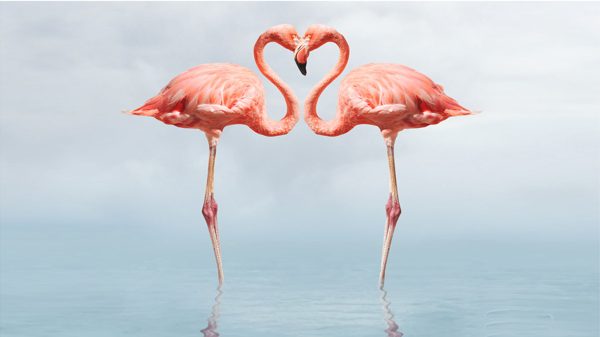Flamingo Full HD Wallpaper 1080p Wallpaper13