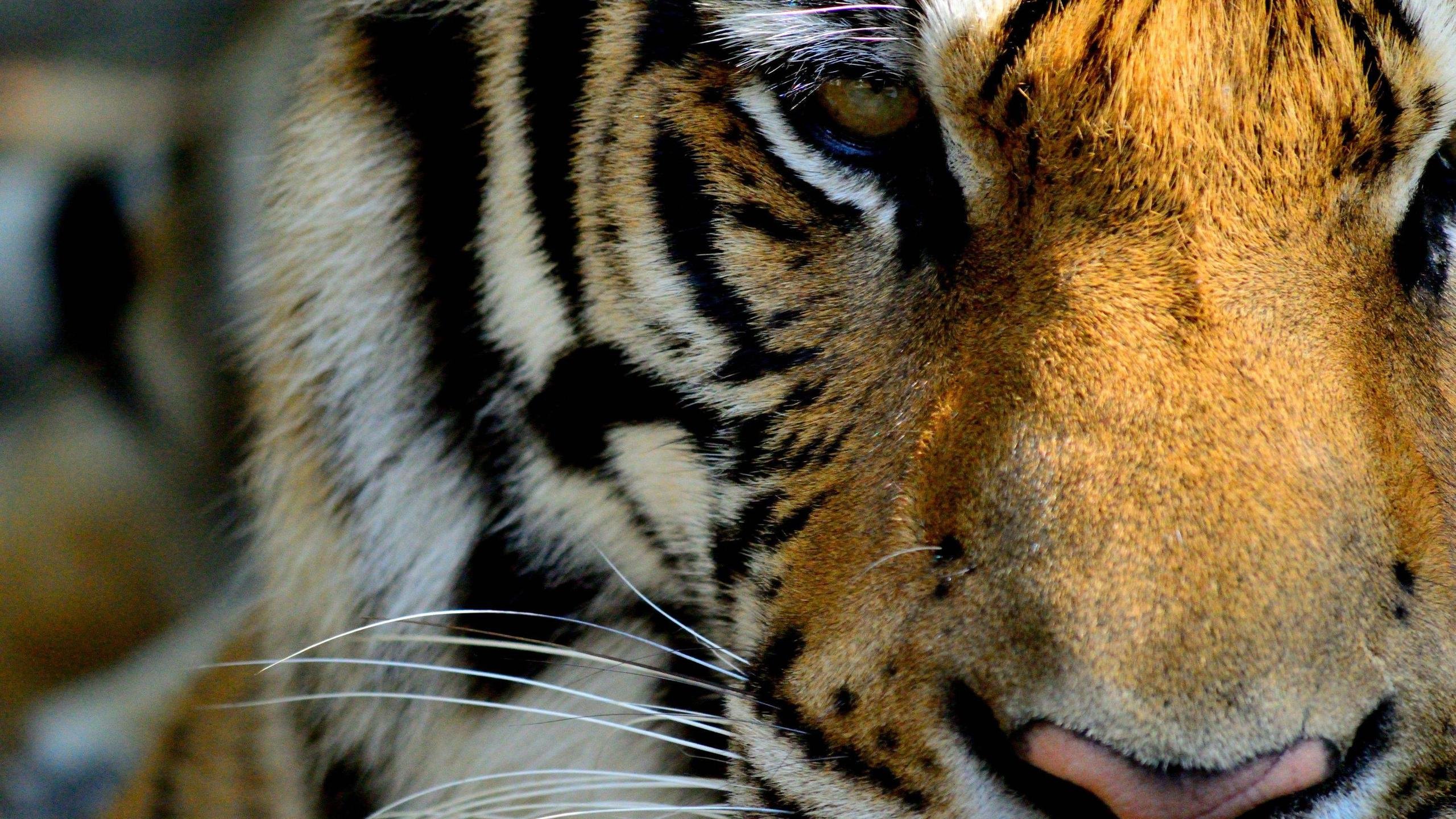 Close-up of a Tiger's Face: 4k Tiger Wallpaper
