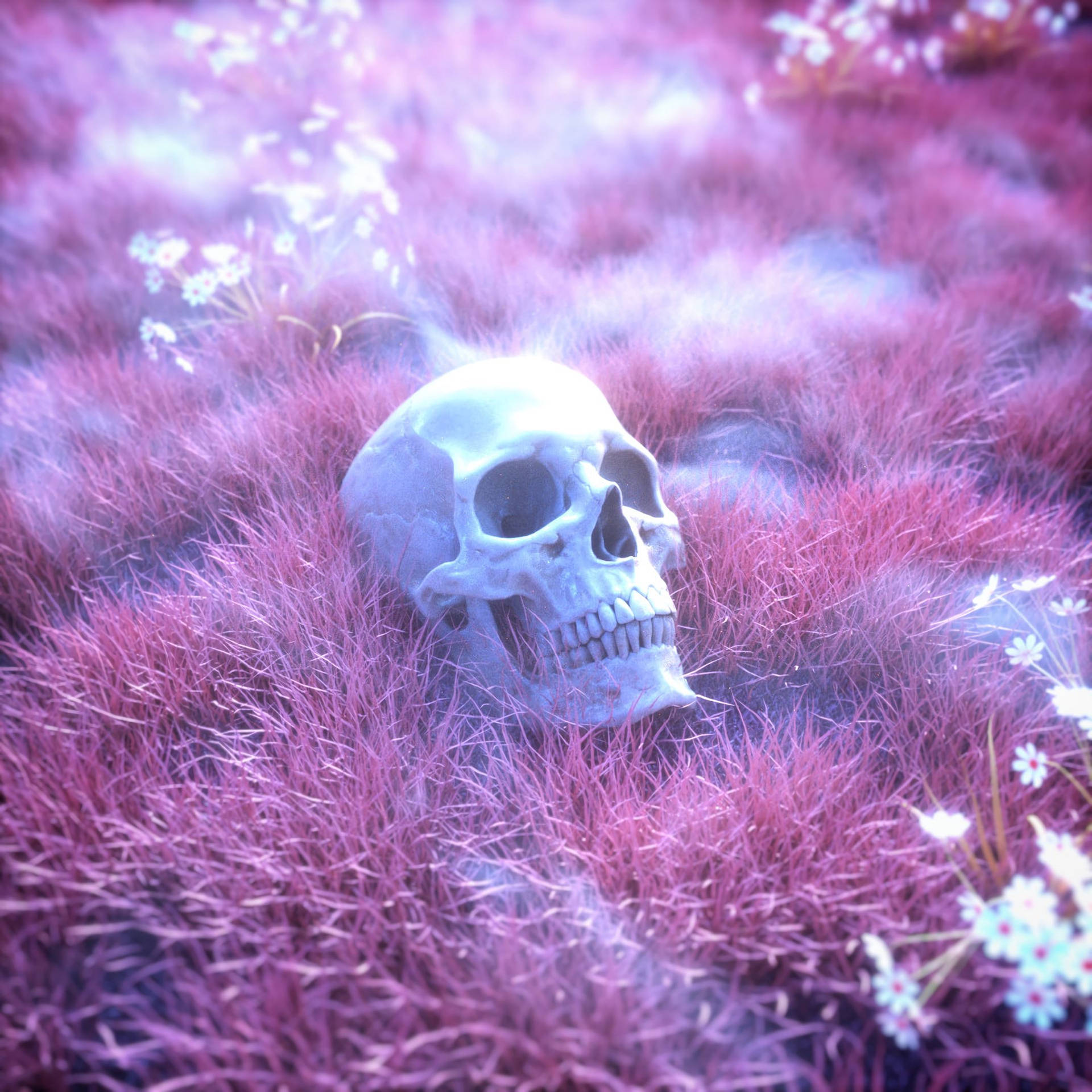 Pink Skull Wallpaper For iPhone