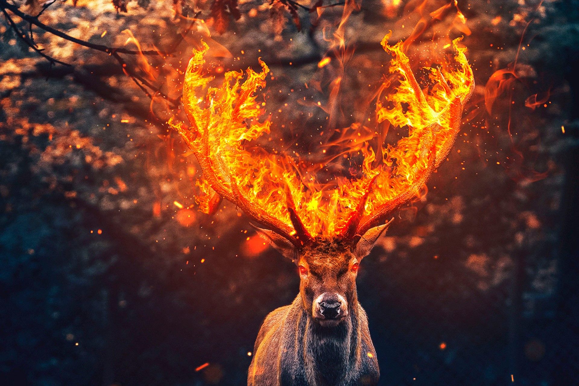 Deer Wallpaper On
