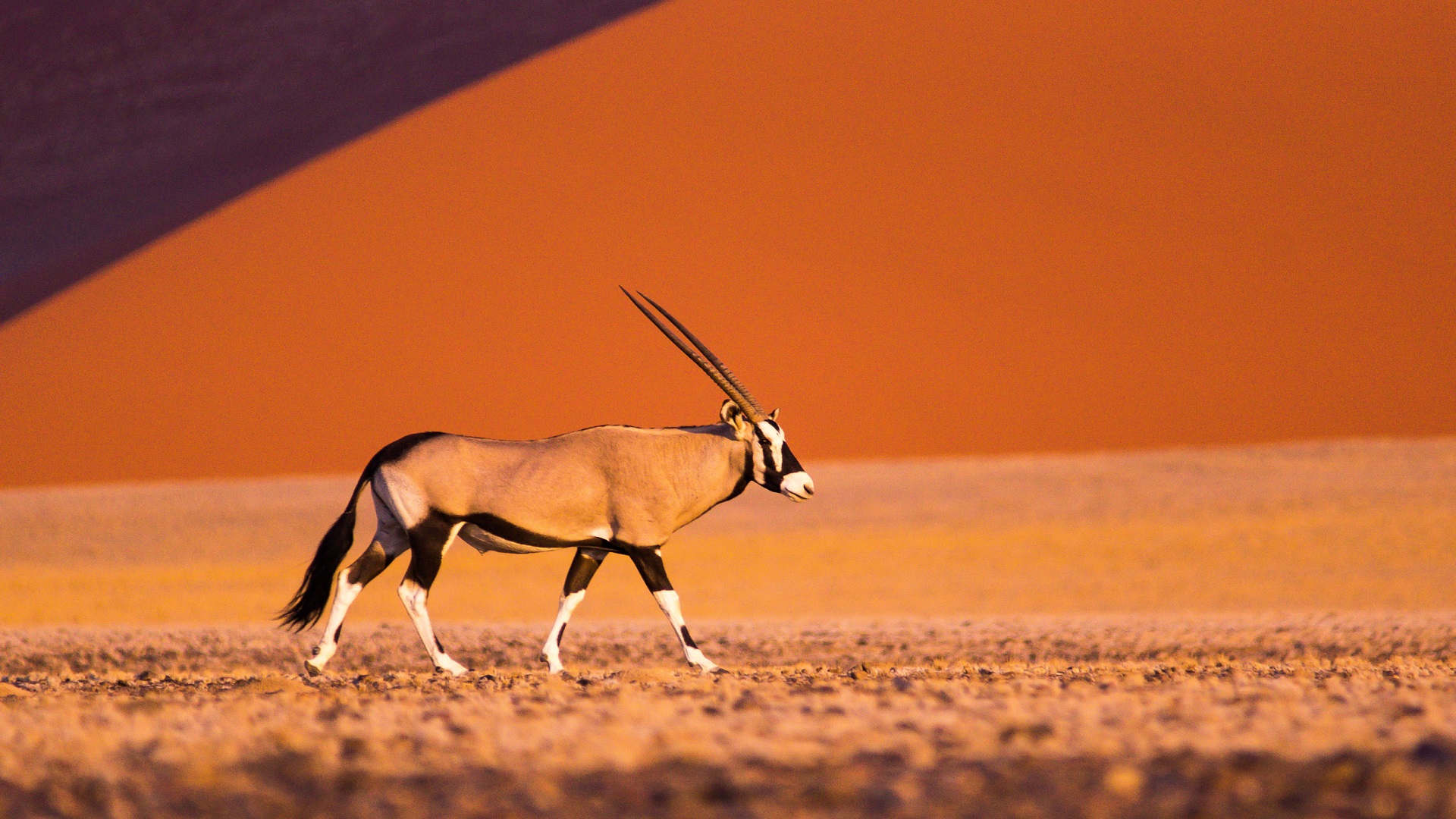 Oryx HD Wallpaper Image In Collection