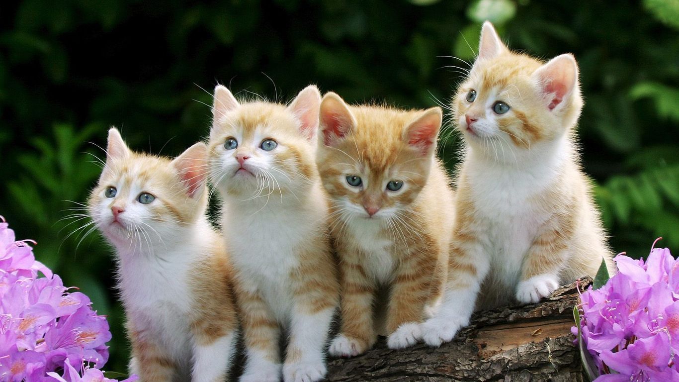 Cat Desktop Wallpaper Enwallpaper