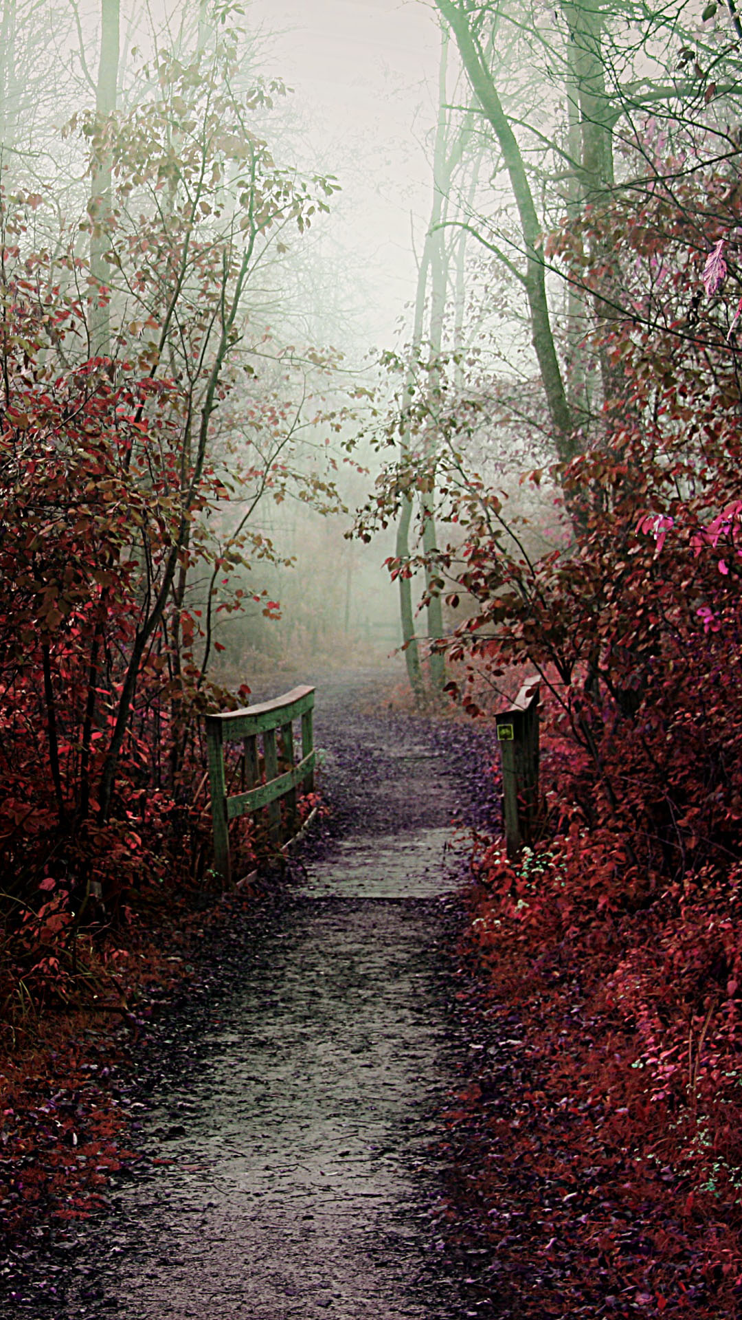 Misty Autumn Path iPhone Plus HD Wallpaper Ipod