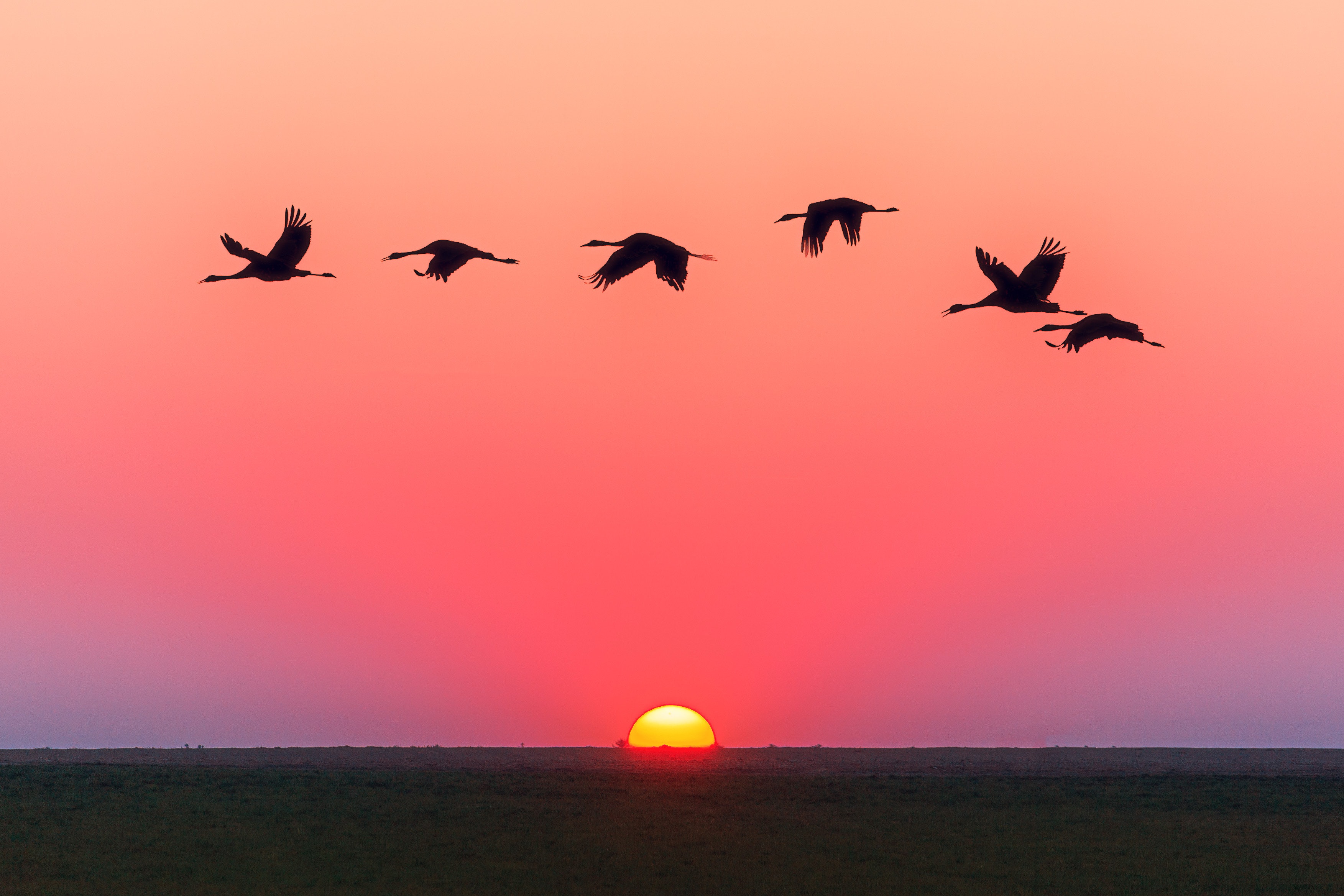 Free download Contrast Birds at Sunset HD wallpaper [3506x2338] for
