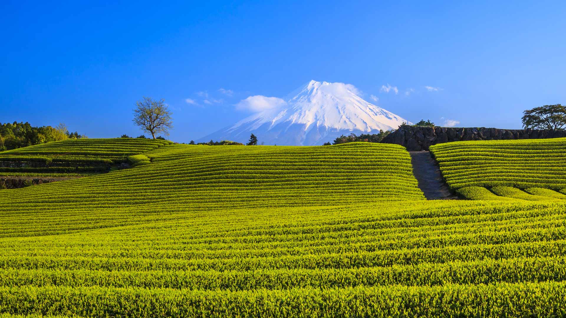 Green Tea Plantation And Mt Fuji Bing Wallpaper