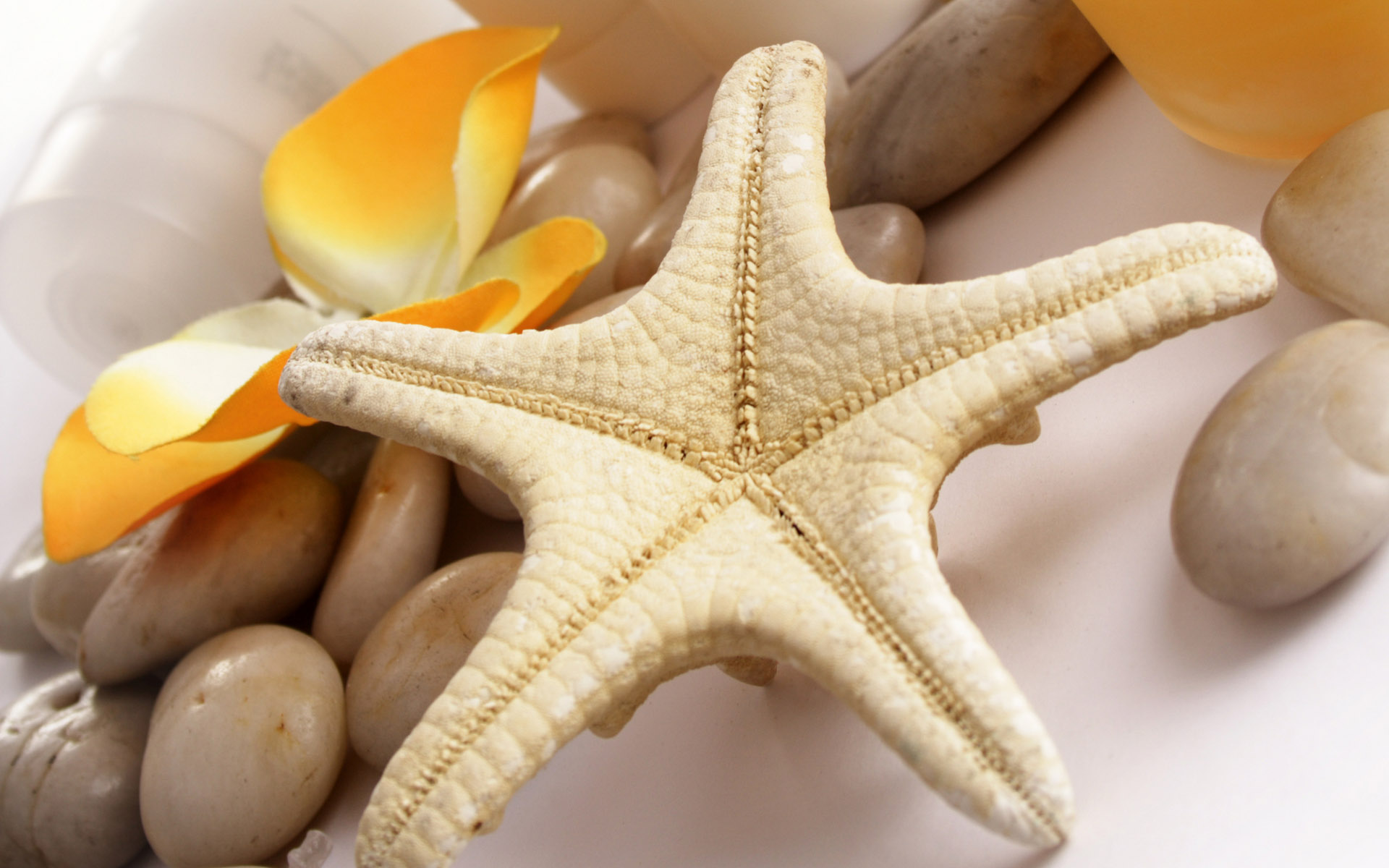 Serene Still Life Wallpaper