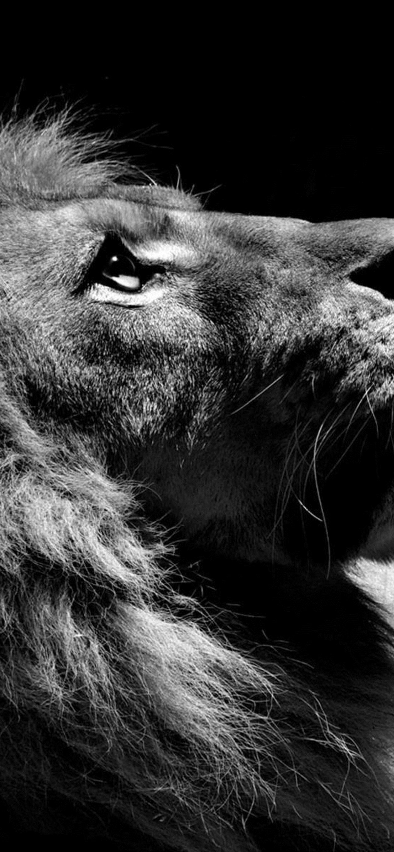 Black And White Lion For You iPhone Wallpaper