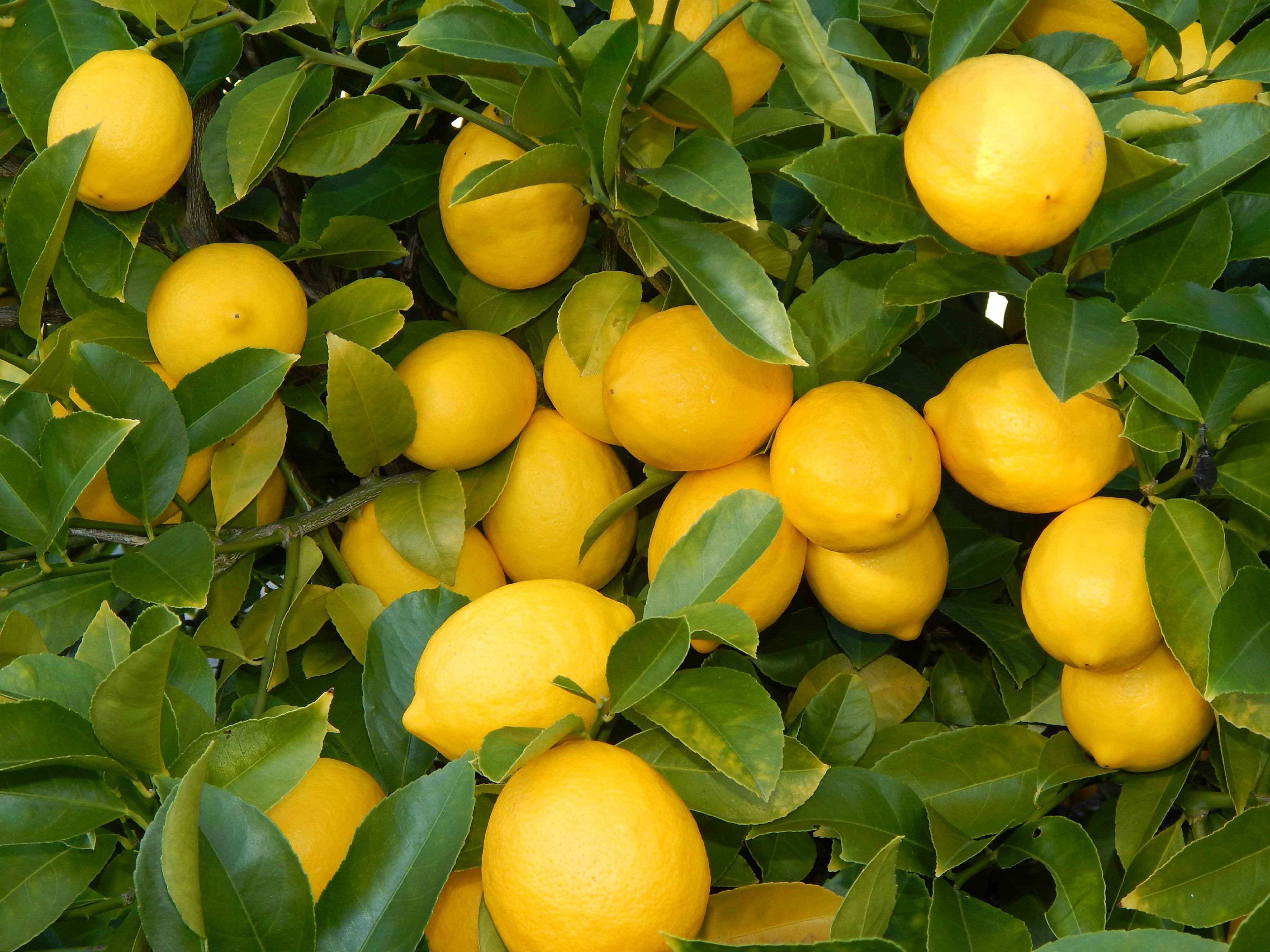 Lemon Wallpaper Image Photos Picture
