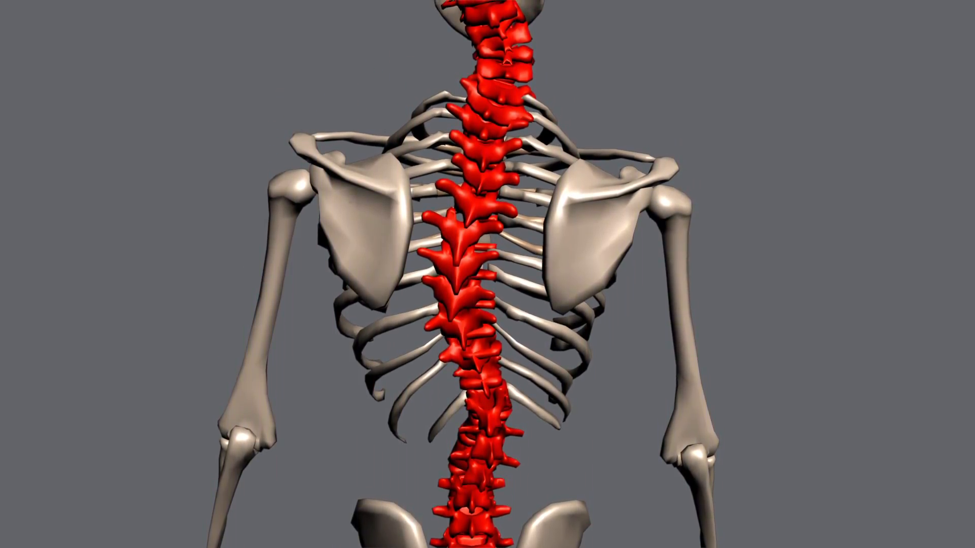 Scoliosis Curvature Of The Spine Hump Skeleton Motion