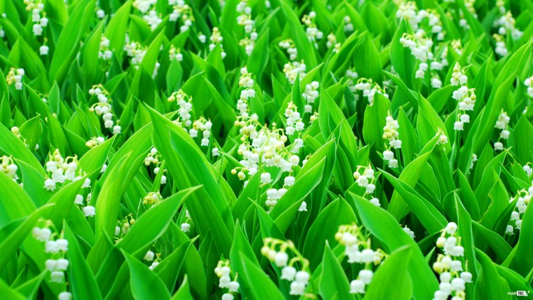 Wallpaper Nature Flowers Lily Of The Valley By Mantec
