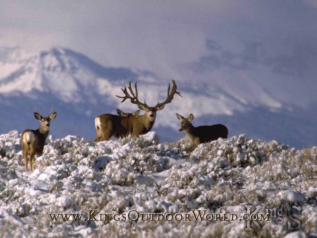 Mule Deer Wallpaper