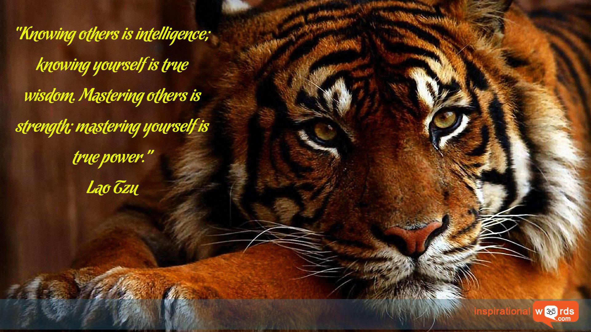 Inspirational Wallpaper Quote by Lao Tzu Pet tiger Animals wild