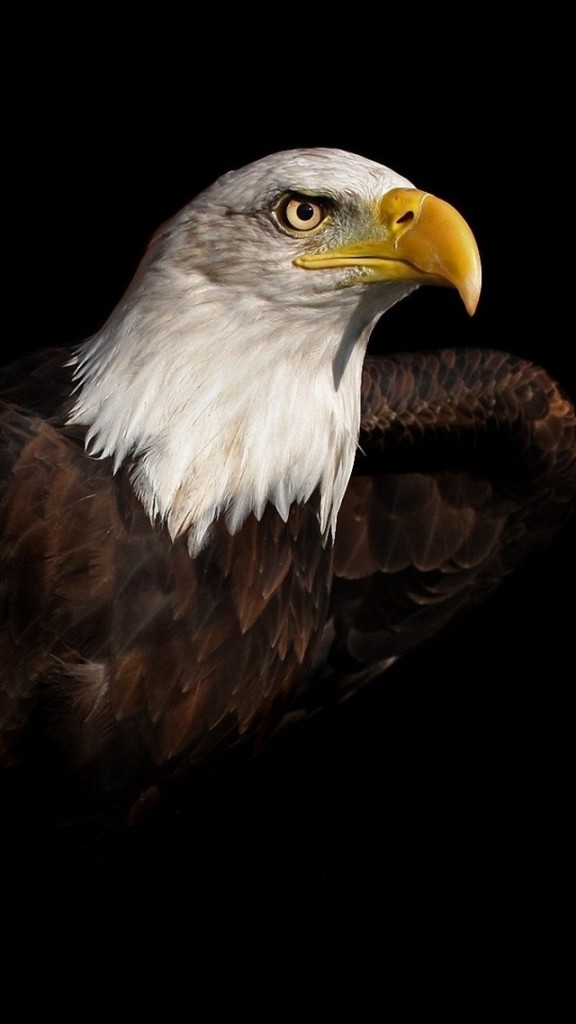 Bald Eagle iPhone Plus And Wallpaper