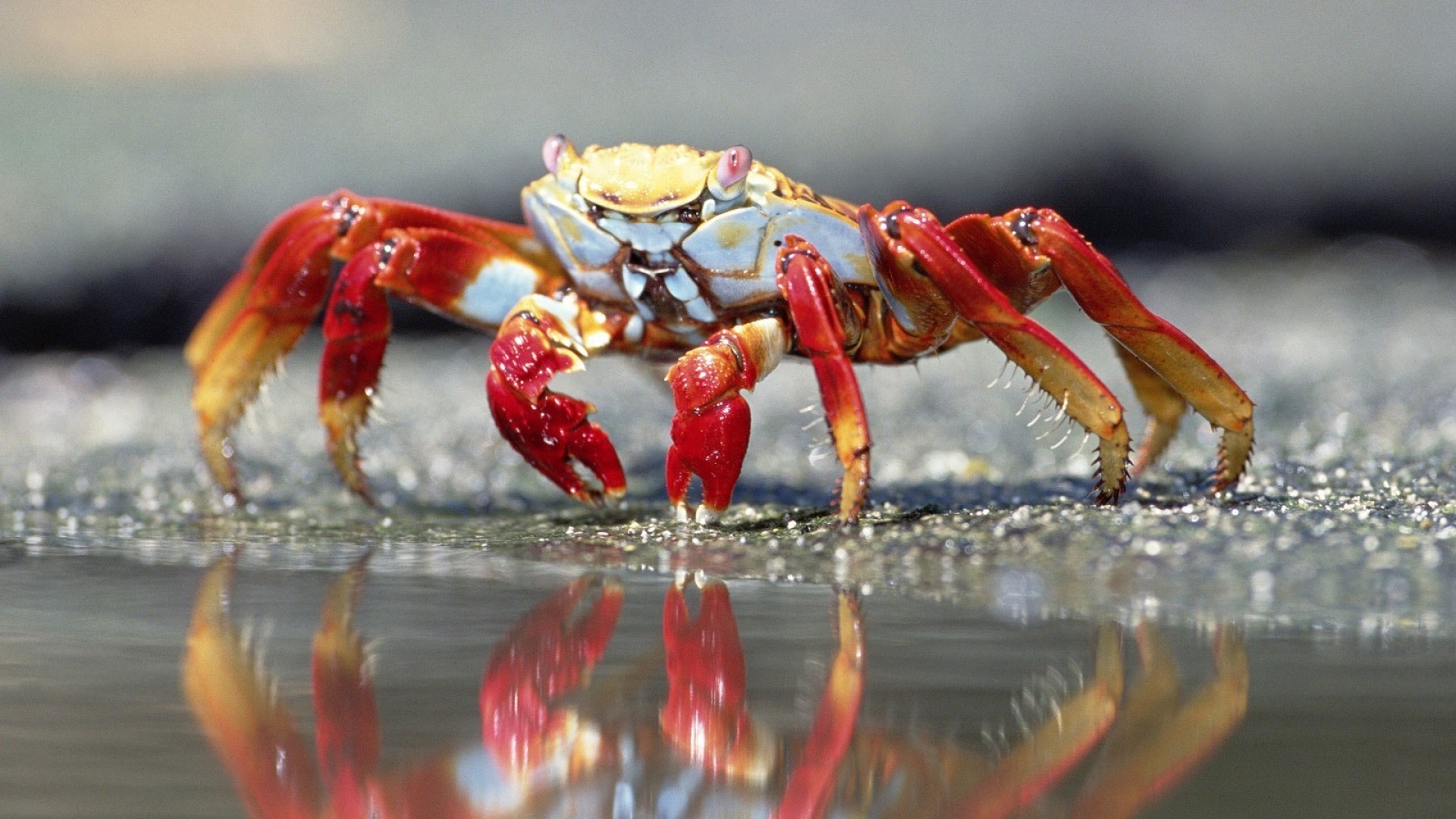 Sci Fi Nebula 4k Crab HD Wallpaper