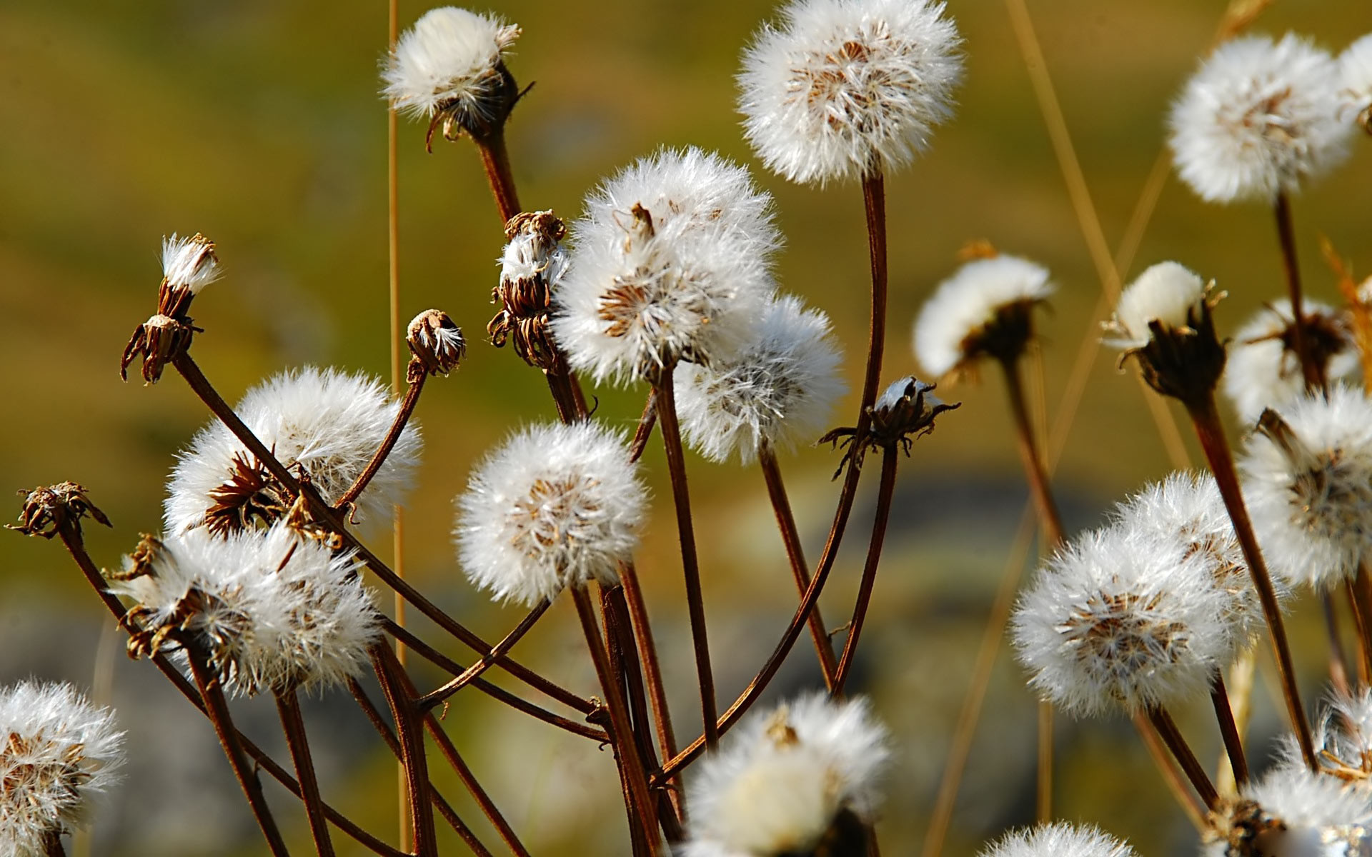 Amazing Wildflower Wallpaper Samsung