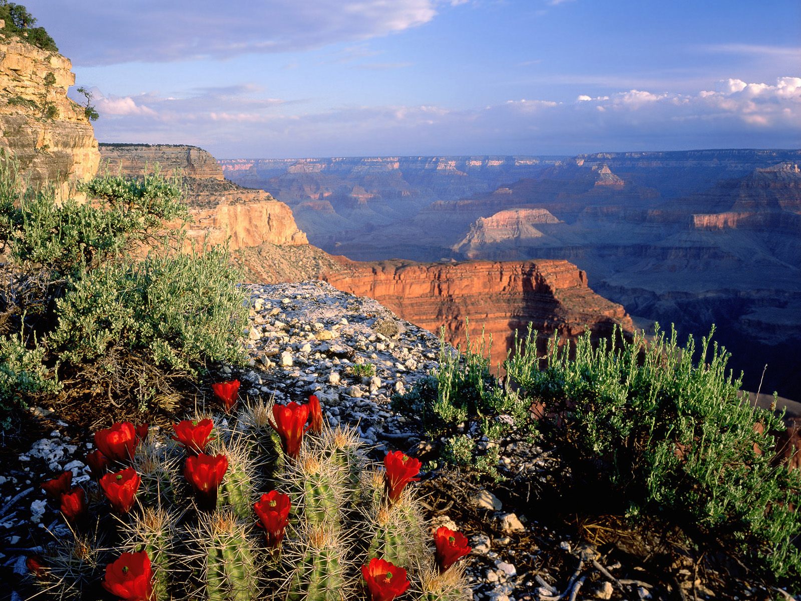 Claret Cup Cactus Grand Canyon National Park A Nature Desktop