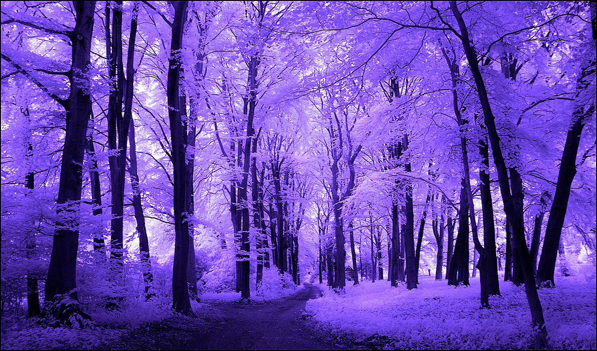 Purple Trees Wallpaper Crazy Image