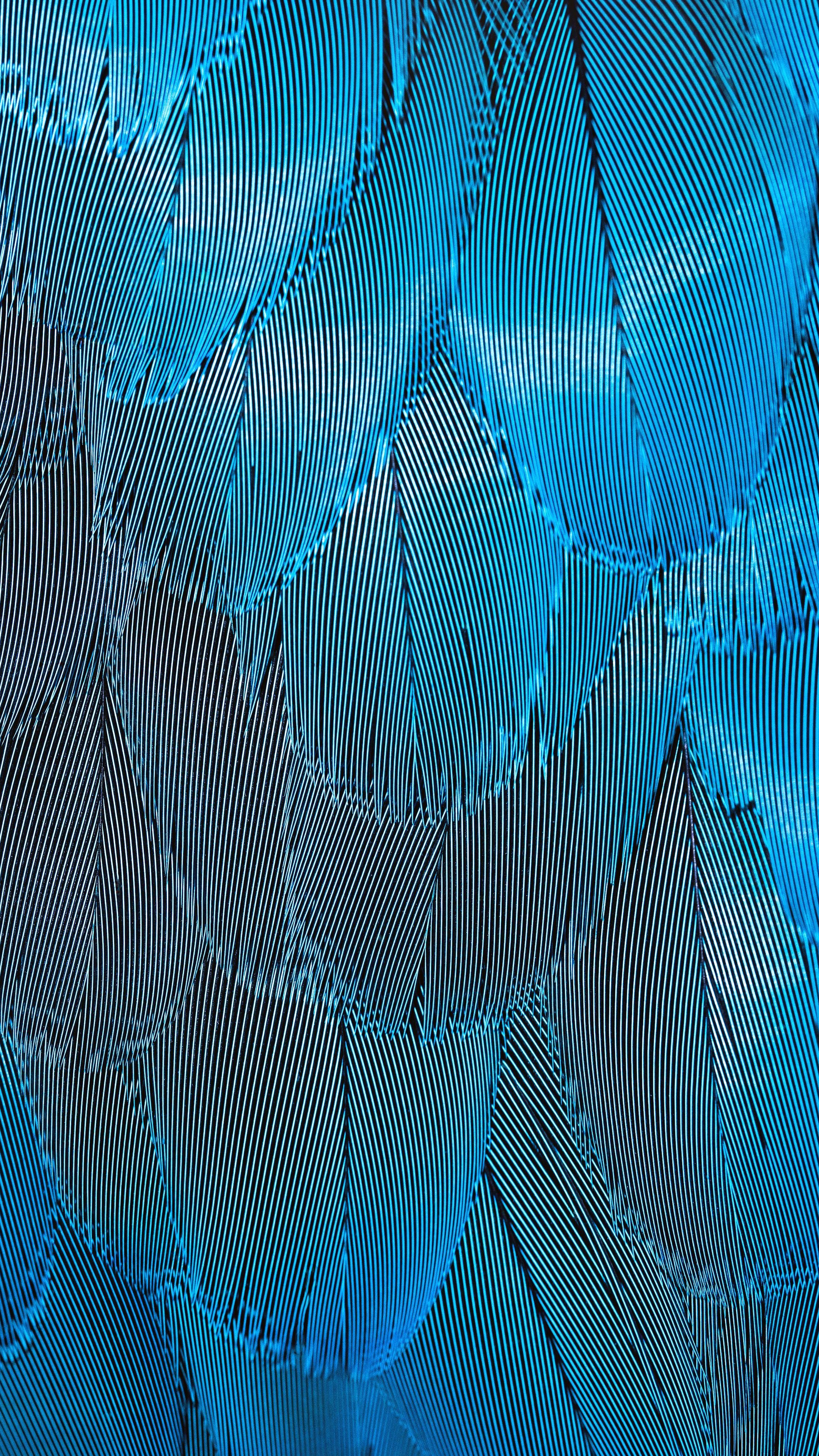 Wallpaper Feathers Blue Iridescent Macro