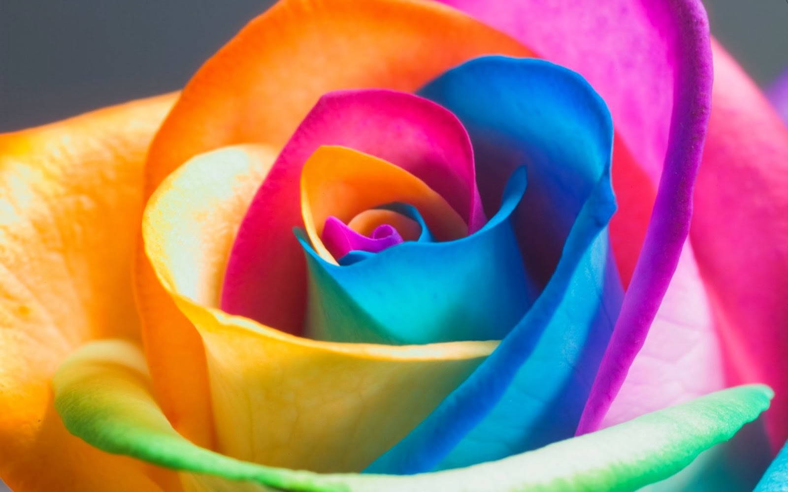 HD Wallpaper U Best Rainbow Flower