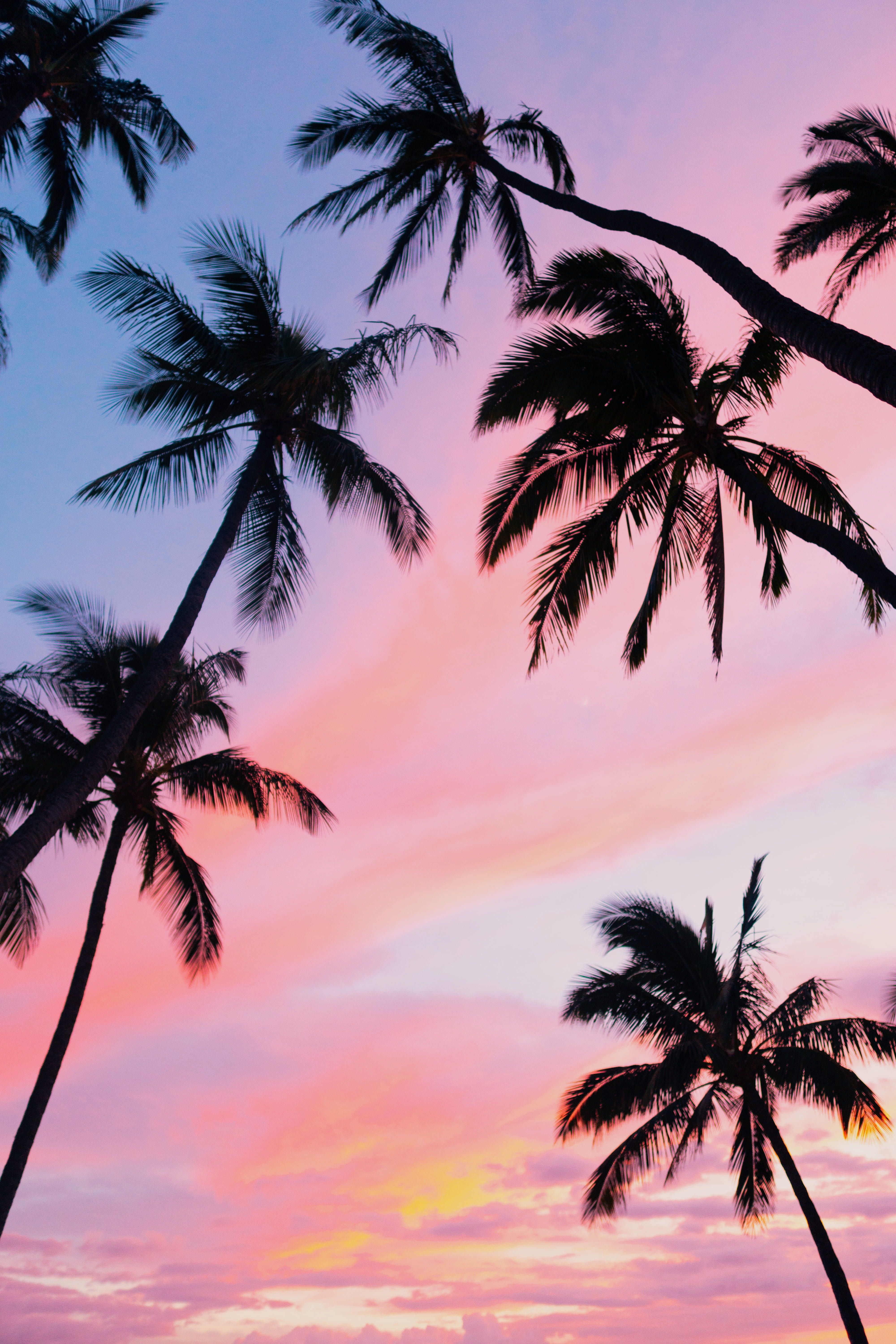 Sky Pink Sunset Hawaii Tropical Palm Tree 5k Wallpaper