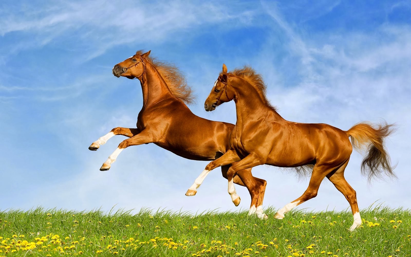 Horse And Make This HD Wallpaper Desktop For Your