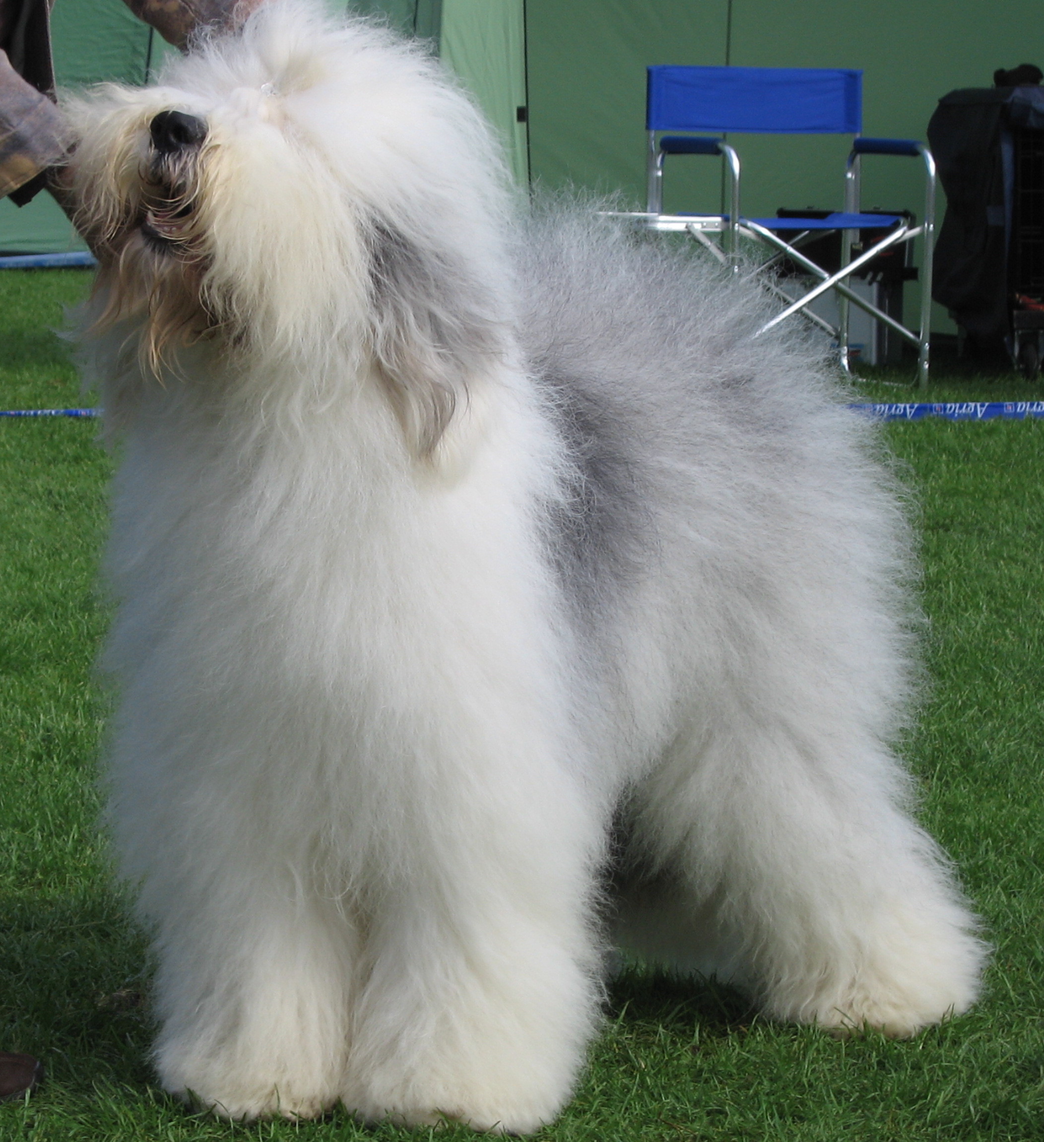 Old English Sheepdog photos and wallpapers The beautiful Old English