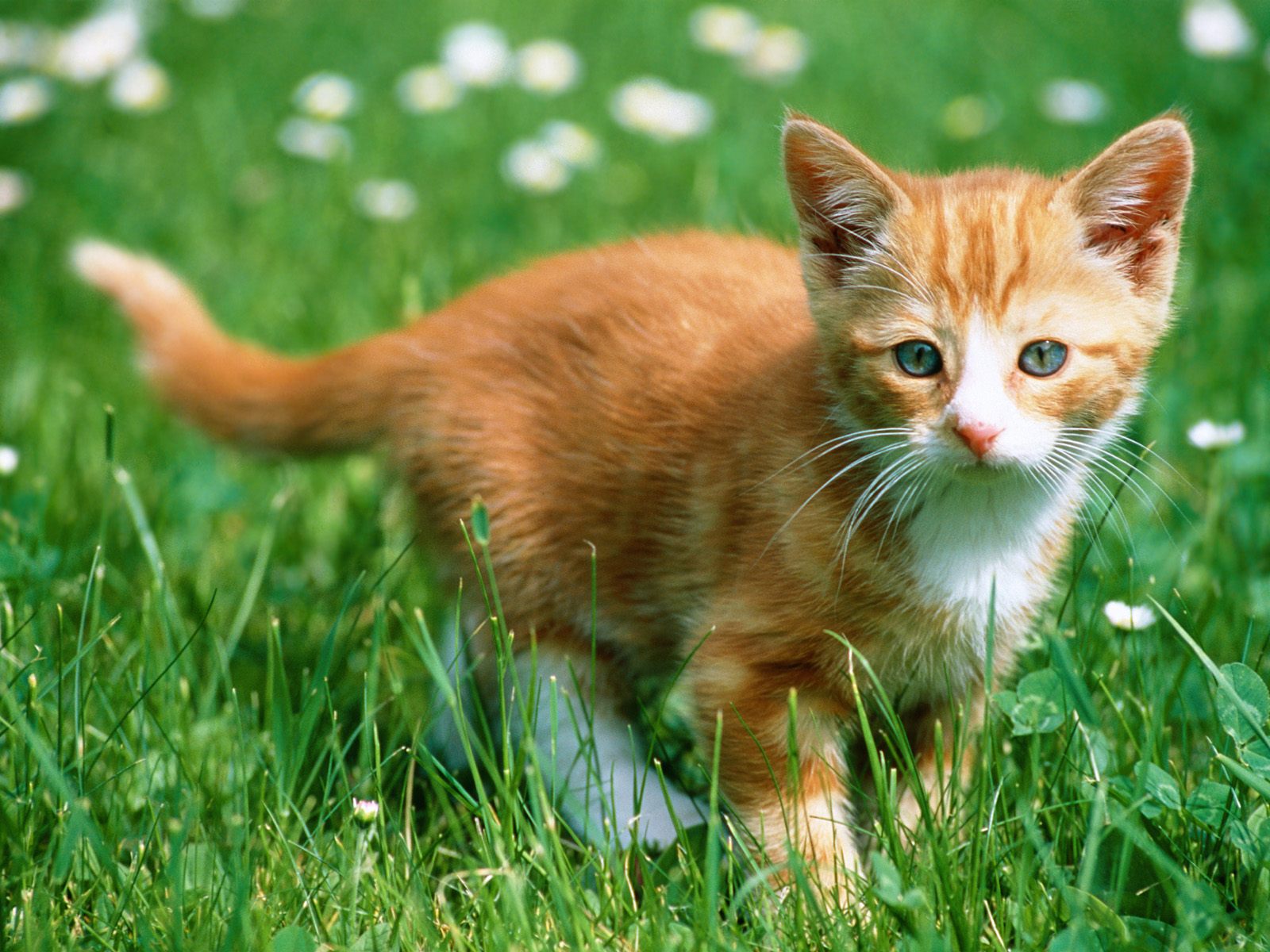 Adorable ginger kitten exploring a lush green field dotted with delicate white flowers