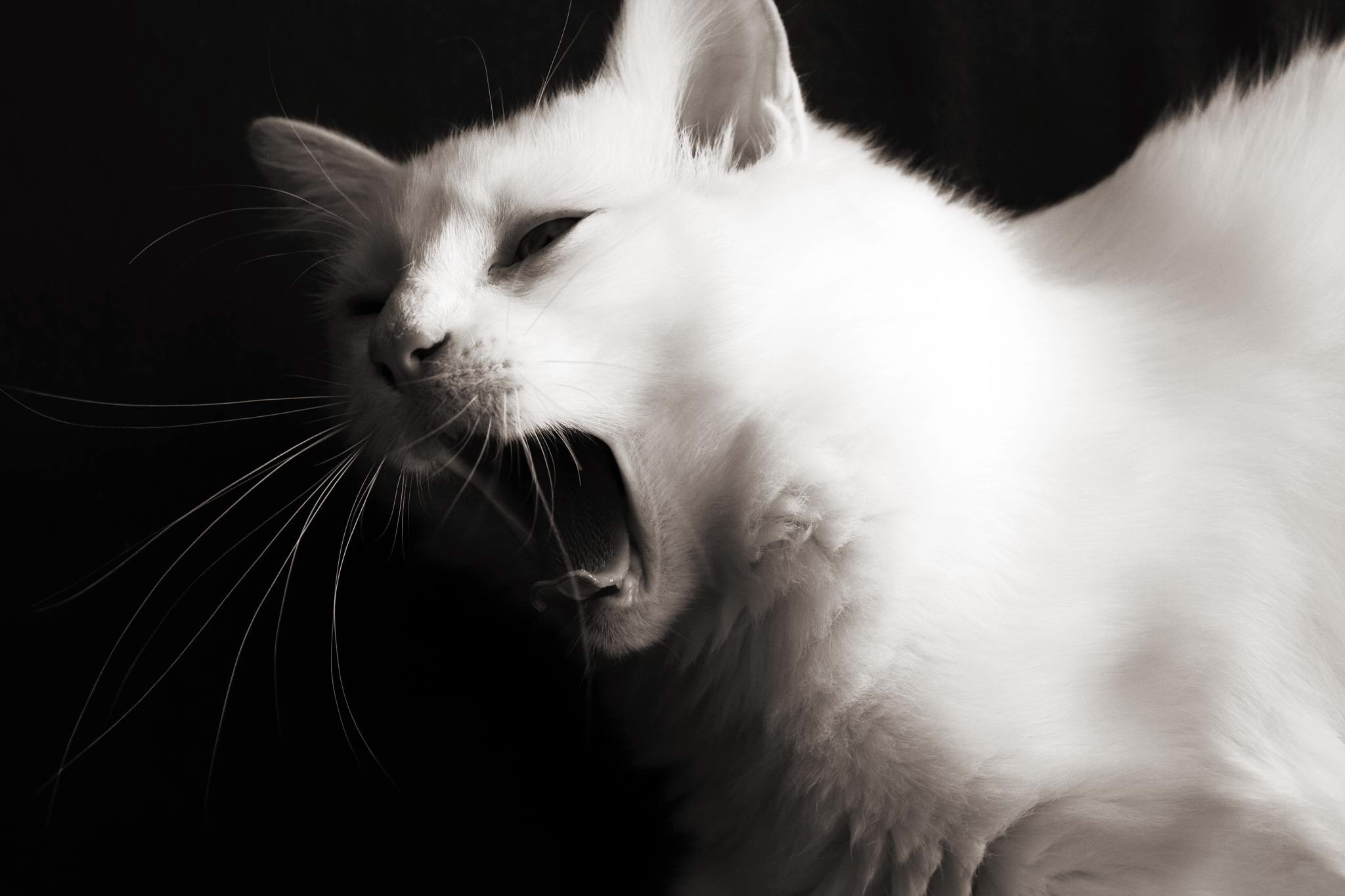 Beautiful White Young Cat Yawns Wallpaper And Image
