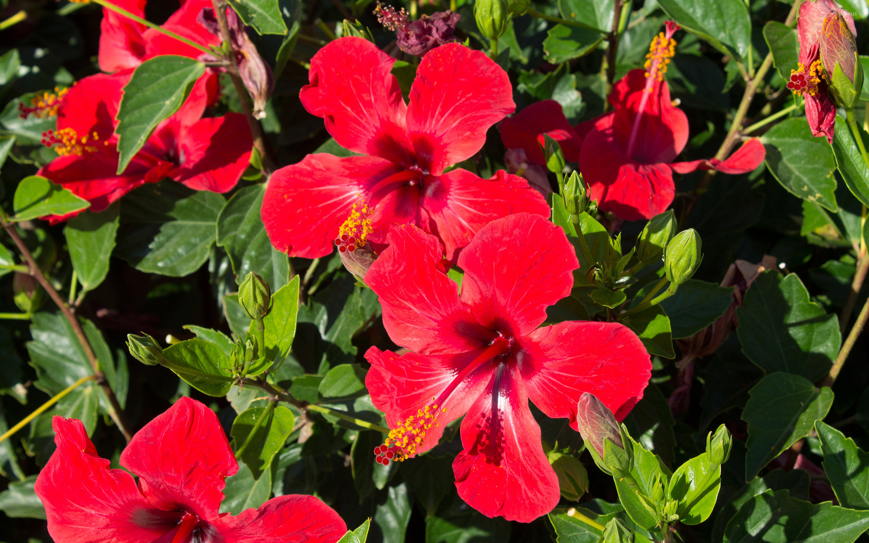 Hibiscus Wallpaper
