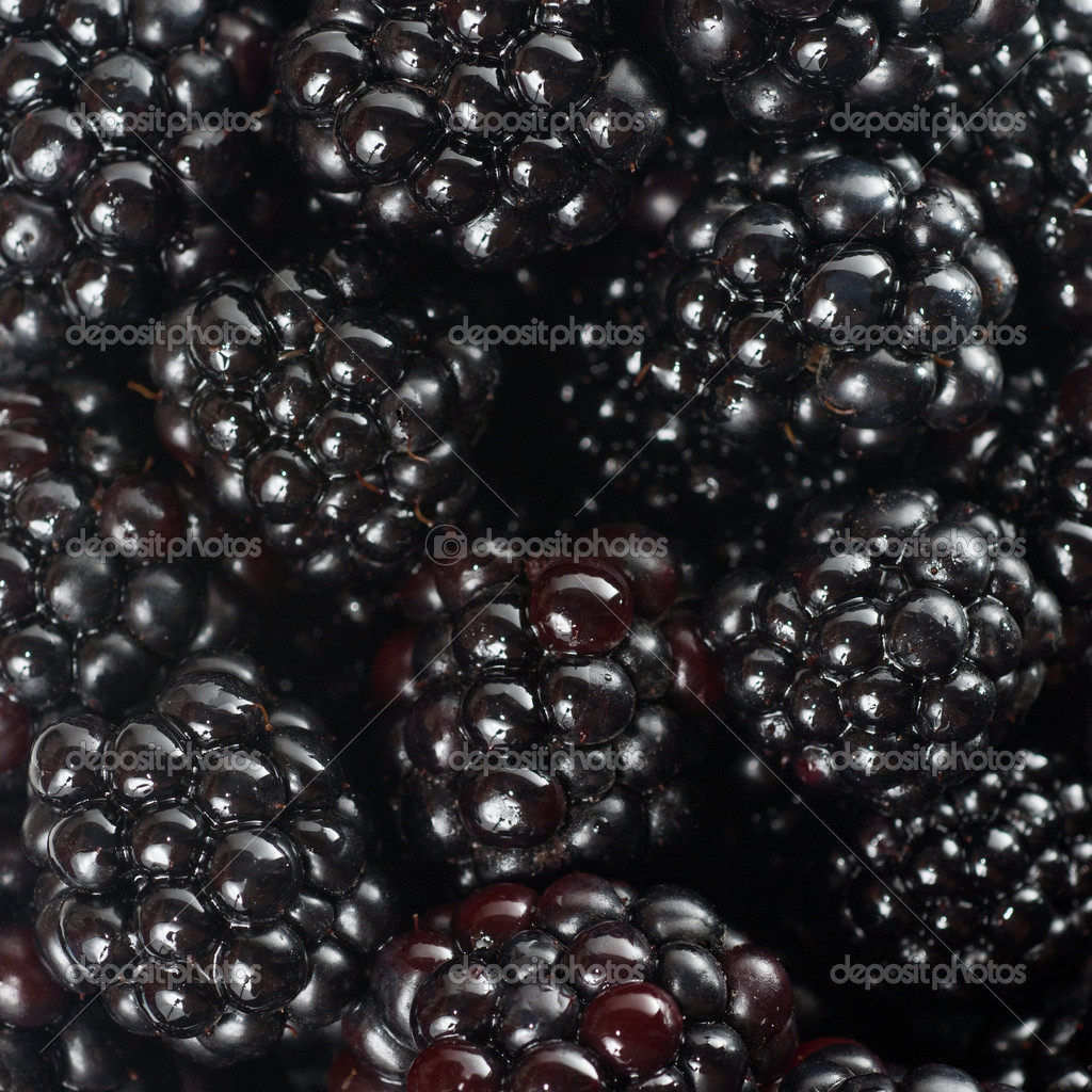 Background From Blackberry Stock Photo Artjazz