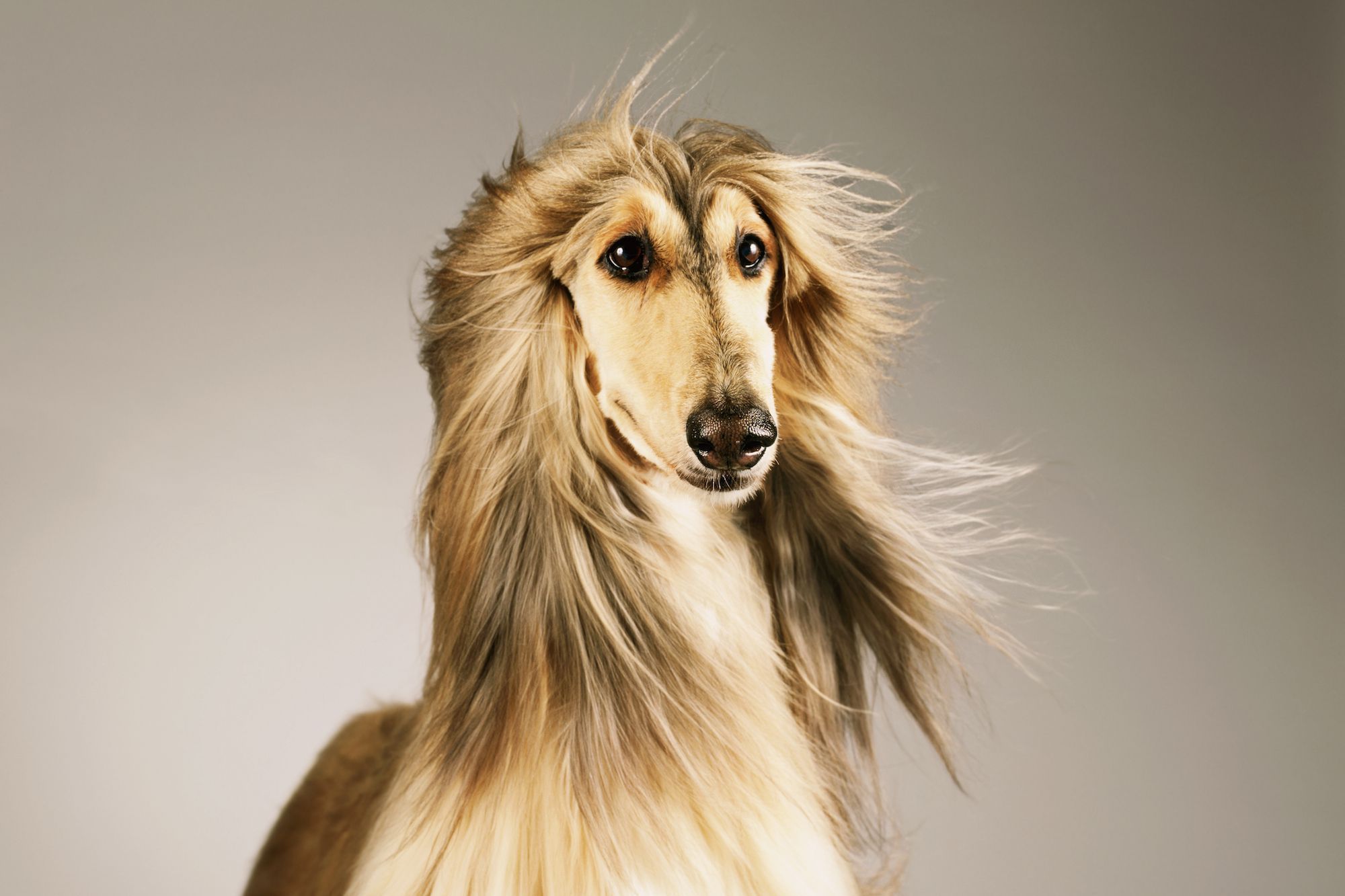 Afghan Hound HD Wallpaper Background Image Id