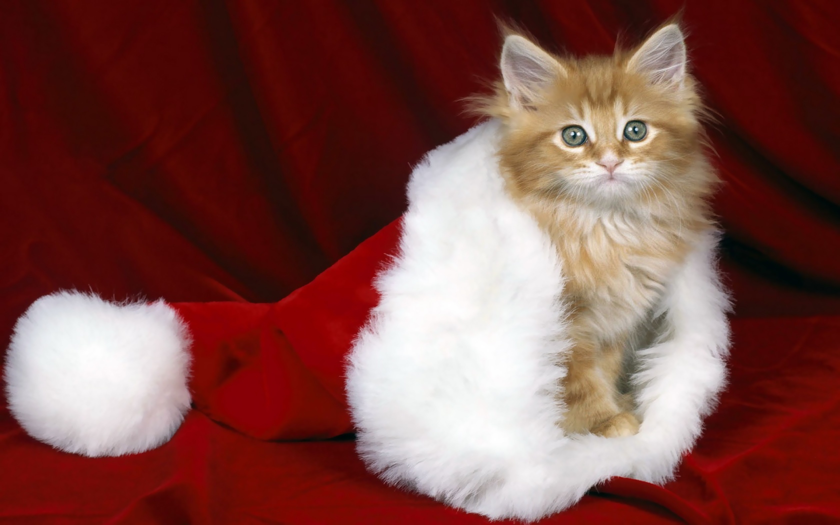 Wallpaper Red Cat Kitten New Year Christmas
