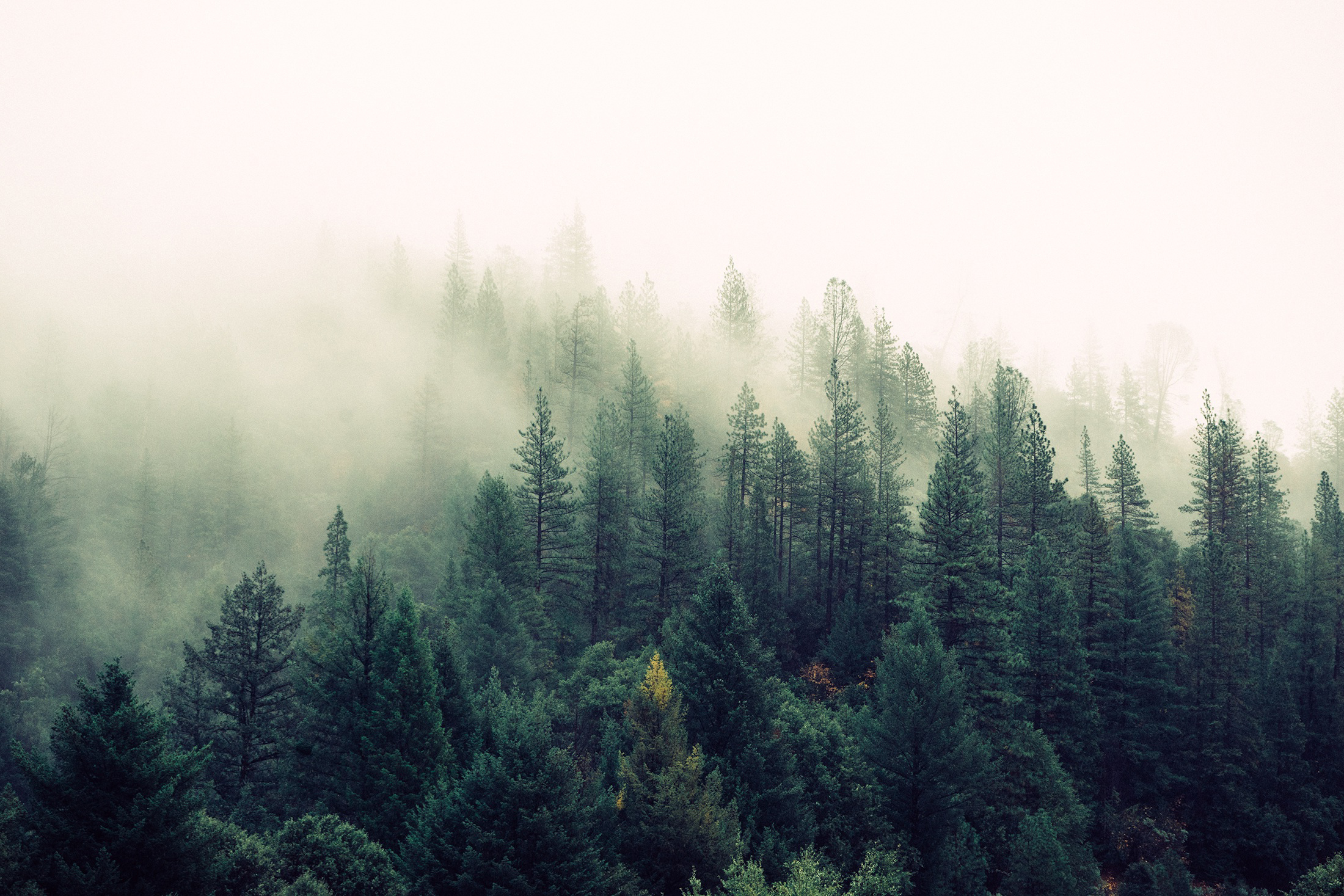 Fog Wallpaper HD