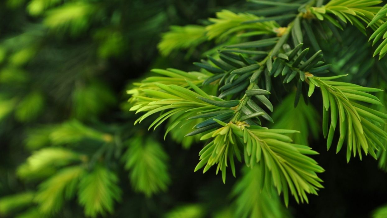 Green nature trees Christmas trees pine trees wallpaper