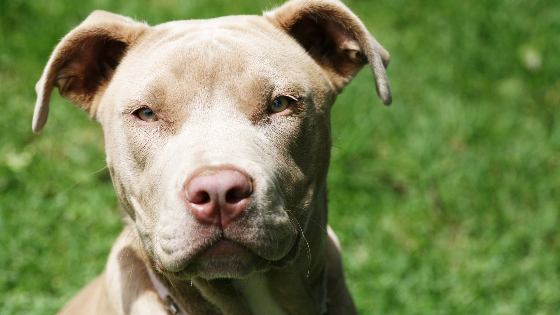 Pit Bull Dog Wallpaper Pictures Image