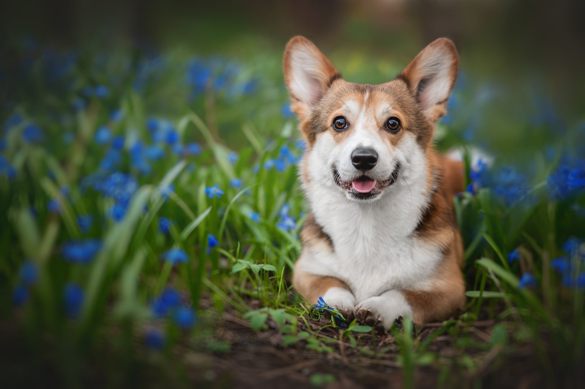 Corgi Wallpaper Widescreen