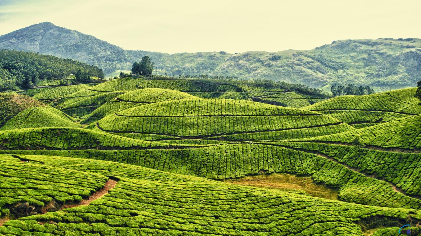 Wallpaper Tea Plantations Kerala India X Desktop