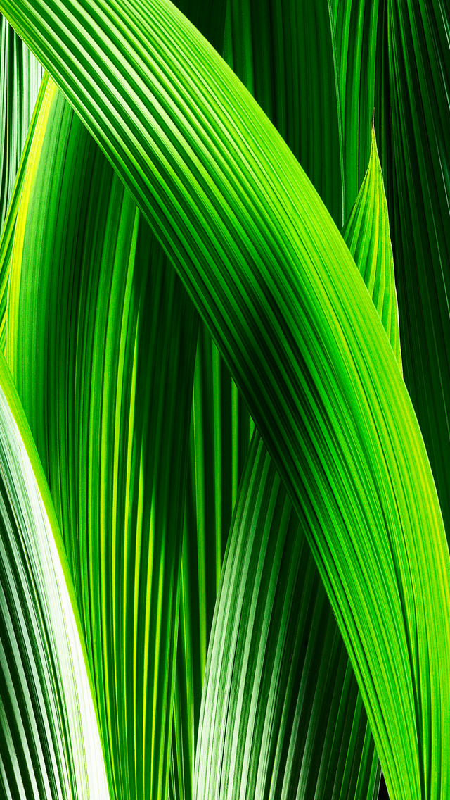Green Aloe Vera Leaves Wallpaper iPhone