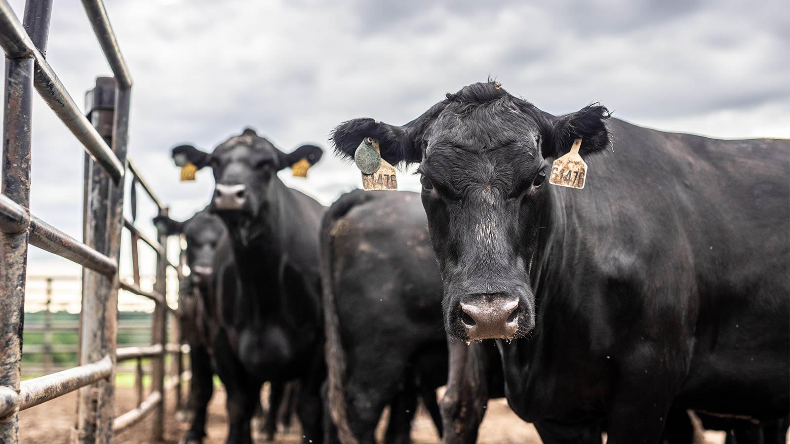 Black Angus Cattle Operations Roseda Farm