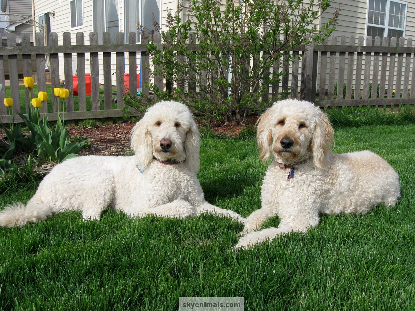 Goldendoodle HD Wallpapers and Backgrounds