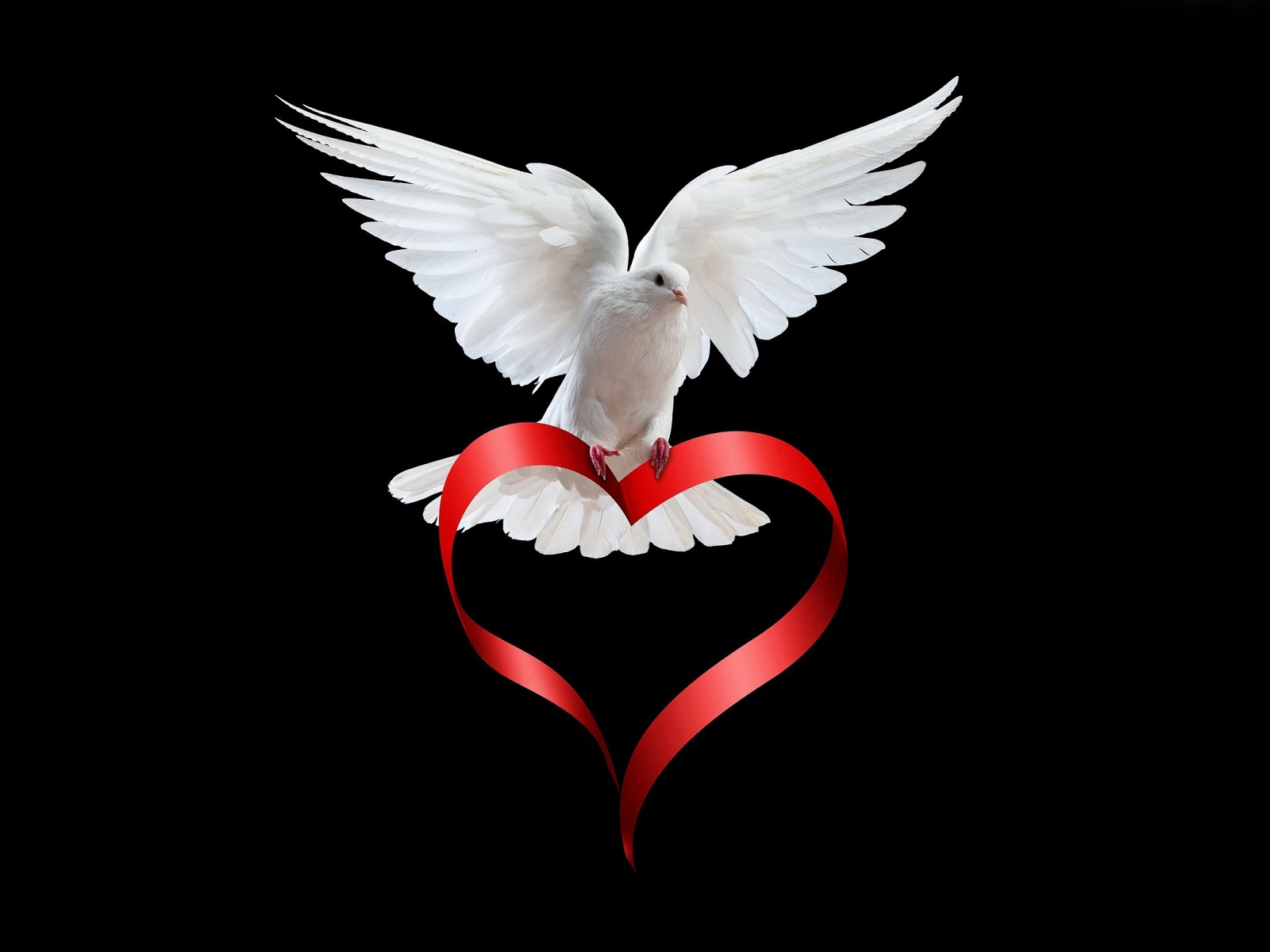 Doves images Dove HD wallpaper and background photos 1600x1200