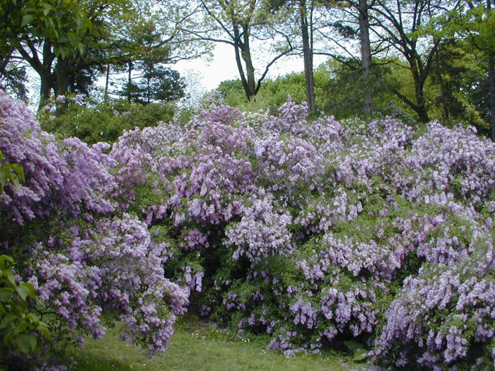 Lilac Tree Pictures 1   Lilac Tree Pictures 2